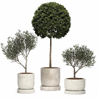 Green Plant Ornaments Bonsai 3d model