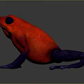 Colorful Red Frog with Blue Legs and Black Eyes on Gray Surface