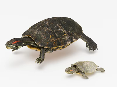 Red Eyed Reptile Turtles Adult and Baby with Dark Shells on White Background 3d model