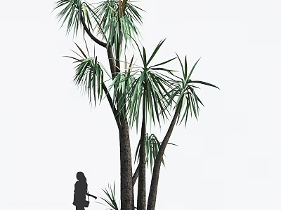 Arborescent Palm Like Tree With Green Leaves And Slender Trunks Beside Person Silhouette 3d model