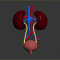 3D Medical Anatomy Model of Human Kidneys Bladder and Blood Vessels Structure
