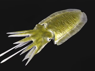 Green Squid With Tentacles And Textured Body On Black Background 3d model