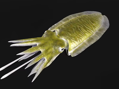 Green Squid With Tentacles And Textured Body On Black Background 3d model Green Squid With Tentacles And Textured Body On Black Background 3d model