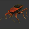 Red And Black Insect With Long Legs And Antennae Close Up Detailed View