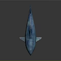 Blue Shark Model With Detailed Features On Gray Background And Visible Reflection 3d model