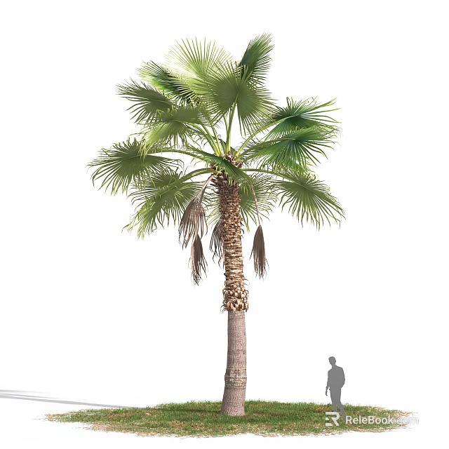 Tall Palm Shrub Featuring Lush Green Fronds and Textured Trunk with Human Figure 3d model 