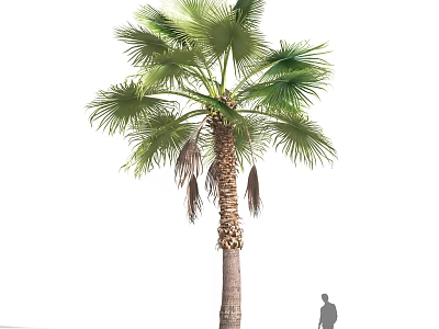 Tall Palm Shrub Featuring Lush Green Fronds and Textured Trunk with Human Figure 3d model