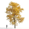 Arbor Collection With Green And Yellow Leaves Featuring Multiple Trees And Human Figures Below
