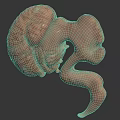 Detailed 3D Human Anatomical Organ Model With Realistic Texture On Dark Background