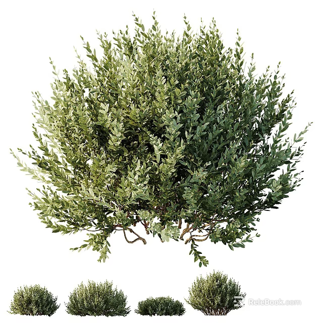 Lush Green Shrub With Dense Healthy Foliage For Garden Landscaping Design 3d model 