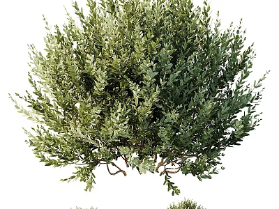 Lush Green Shrub With Dense Healthy Foliage For Garden Landscaping Design 3d model