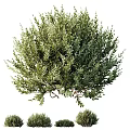 Lush Green Shrub With Dense Healthy Foliage For Garden Landscaping Design