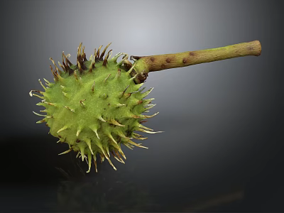 Close Up View Of Green Thorny Plant Fruit With Brown Stem On Dark Background 3d model