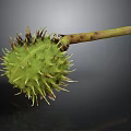 Close Up View Of Green Thorny Plant Fruit With Brown Stem On Dark Background