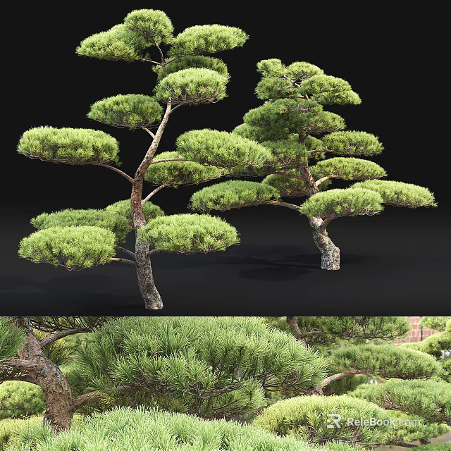 Elegant Pine Trees With Lush Green Foliage And Natural Branching Structure 3d model 
