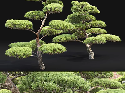 Elegant Pine Trees With Lush Green Foliage And Natural Branching Structure 3d model