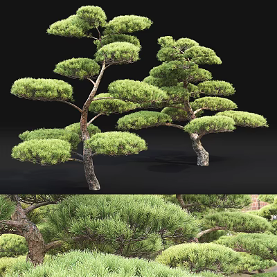 Elegant Pine Trees With Lush Green Foliage And Natural Branching Structure 3d model