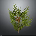 Feathery Green Leaf Plant with Small Red Berries on Brown Stem 3d model