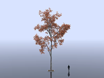 Tall Arbor With Orange Leaves And Silhouette Figure Nearby On Clear Blue Background 3d model