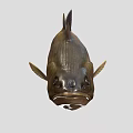 Realistic Brown And Black Fish With Detailed Scales Fins And Tail