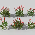 Red Flowering Plants with Green Leaves in Various Forms for Garden Landscaping or Potted