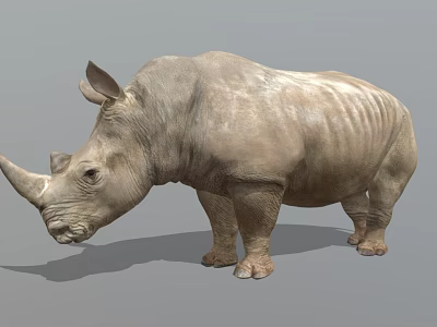 Detailed 3D Model of Gray Rhinoceros With Realistic Skin Texture and Standing Pose 3d model