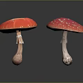 Red Mushrooms With White Spots Shiny Caps As Fresh Organic Food