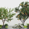 Two Fruit Trees with Orange Fruits Green Grass and Stones Against White Wall