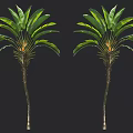 Two Tall Tropical Palm Trees With Long Green Leaves And Slender Trunks