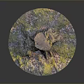 Vibrant Moss And Fallen Leaves In Sunlit Natural Setting Around Tree Stump