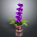 Purple Flower Plant With Green Leaves In Copper Pot On Dark Background