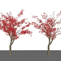 Two Arbor Trees With Red Blossoms And Brown Trunks In White Setting 3d model