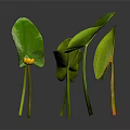 Plants With Large Green Leaves And Small Yellow Flowers On Green Stems