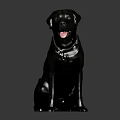 Black Dog Sitting With Tongue Out Wearing Brown Collar And Silver Pendant Against Dark Background