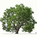 sessile flower oak rock oak tree landscape tree forest big tree small tree spring tree summer tree autumn tree banyan tree banyan tree 3d model