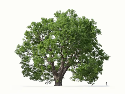 Tall Arbor With Lush Green Leaves Thick Trunk And A Person Standing Beside 3d model