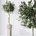 Modern Garden Decor With Various Green Plants In Different Planters And Arrangements