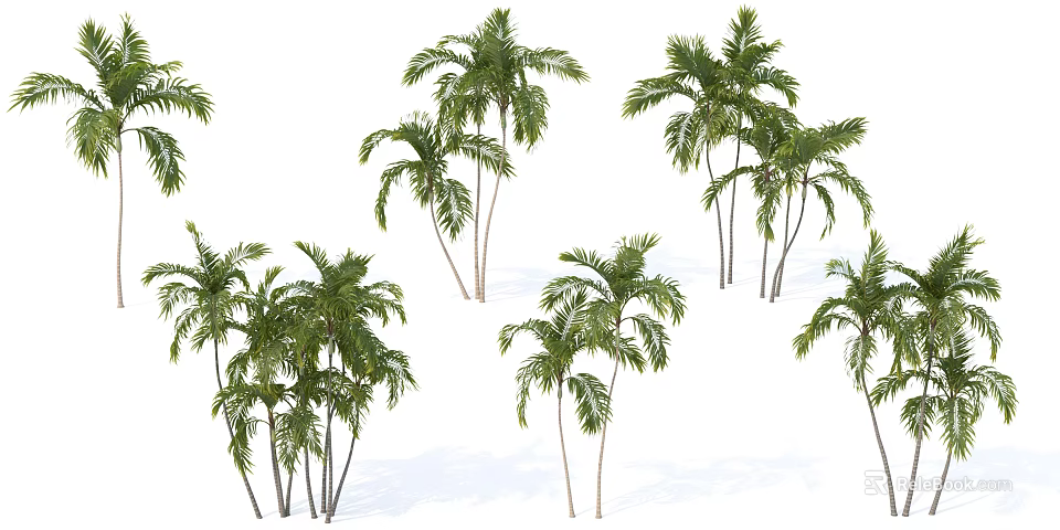 Palm Trees With Green Fronds And Tall Trunks Isolated On White Background 3d model 