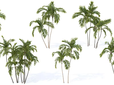 Palm Trees With Green Fronds And Tall Trunks Isolated On White Background 3d model