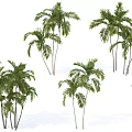 Palm Trees With Green Fronds And Tall Trunks Isolated On White Background