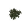 Tall Arbor With Lush Green Leaves And Small Flowers Beside Female Silhouette