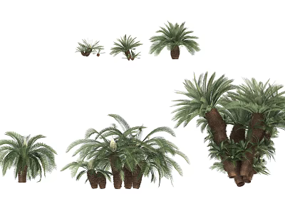 Modern Tree Shrub 3d model