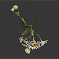 Three White Petal Yellow Center Daisies With Green Stem And Leaves