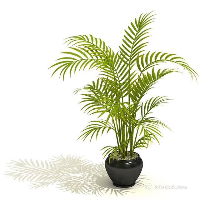 Tropical Potted Plant With Green Feathery Leaves In Black Ceramic Pot 3d model 