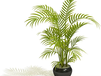 Tropical Potted Plant With Green Feathery Leaves In Black Ceramic Pot 3d model