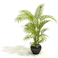 Tropical Potted Plant With Green Feathery Leaves In Black Ceramic Pot