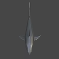 Detailed Realistic Grey Shark Model With Open Mouth And Sharp Teeth