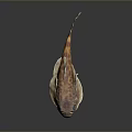 Orange Brown Spotted Aquatic Fish With Flat Body Large Eyes On Dark Reflective Background