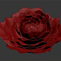 Red Rose with Layered Petals Shiny Surface and Reflection on Gray Background 3d model