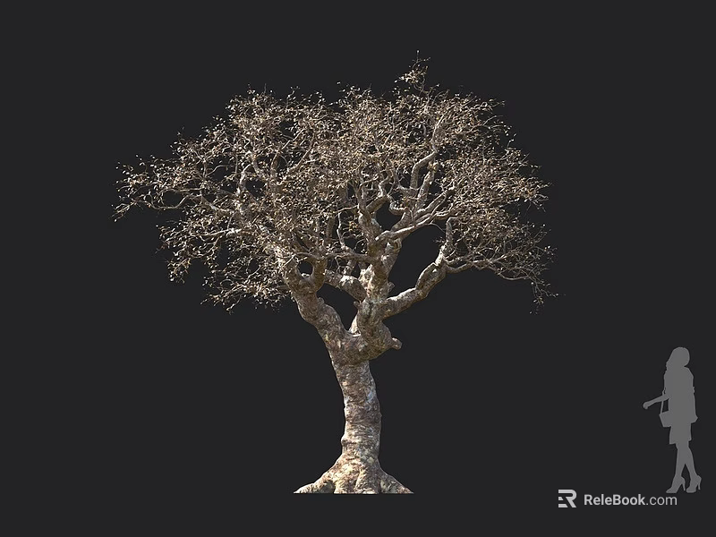 Leafless Tree with Thick Trunk and Spreading Branches Against Black Background and Human Silhouette 3d model
